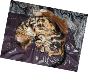 Кото семья
