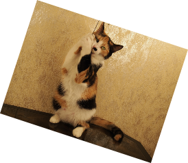 Кото семья