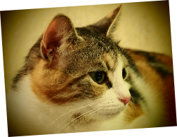Кото семья