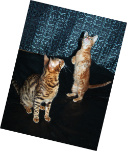Кото семья